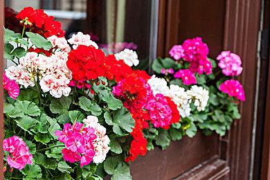 《Tactics Greed》登陆Steam 卡牌构建动作RTS